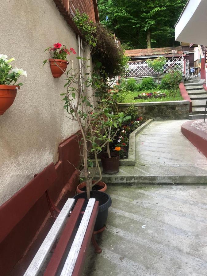 Vila Zeno Brașov Exterior foto